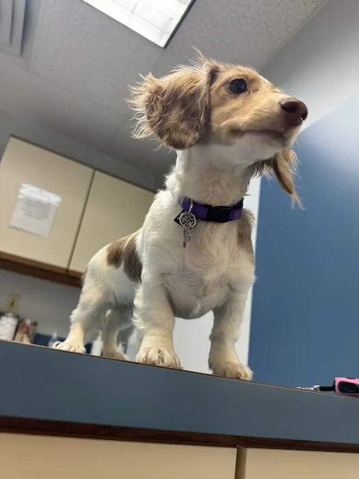 Williamston Animal Clinic Picture 3
