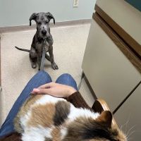 Williamston Animal Clinic ico