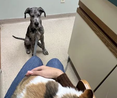 Williamston Animal Clinic