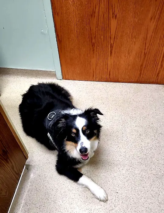 Williamston Animal Clinic Picture 4