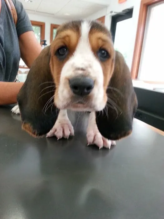 Williamston Animal Clinic Picture 7