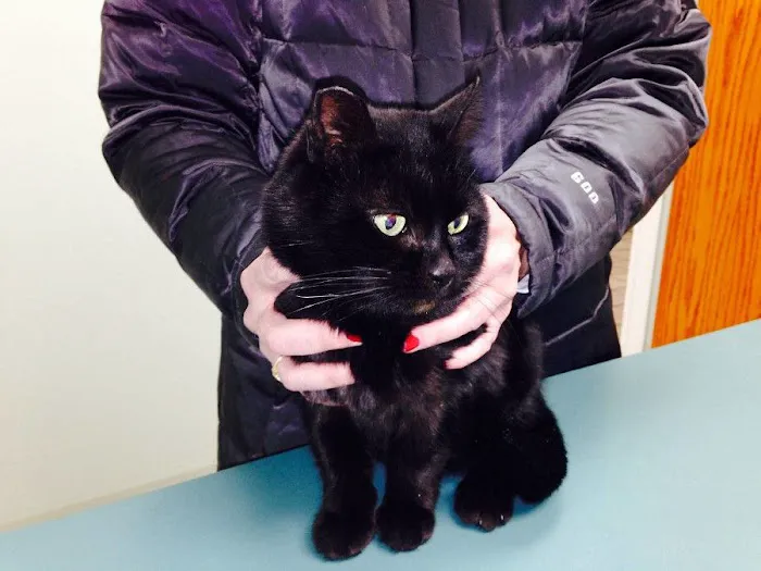 Williamston Animal Clinic Picture 10
