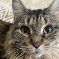 Animal Ultrasound Services, Inc ico