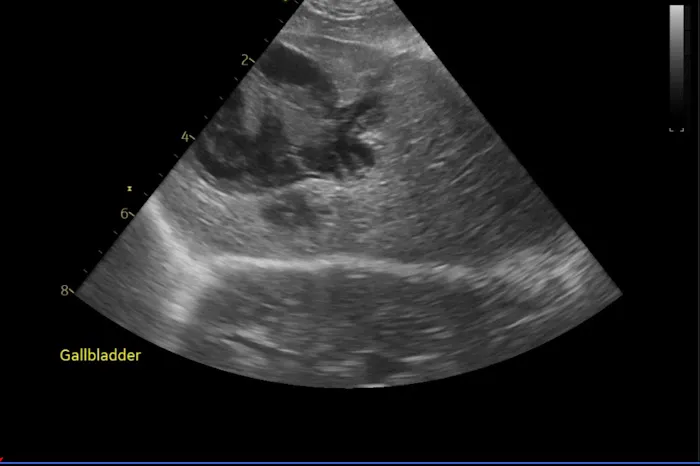 Animal Ultrasound Services, Inc Picture 5