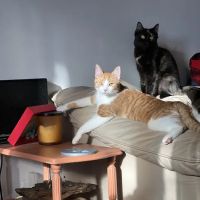 Greater Lansing Veterinary Center ico