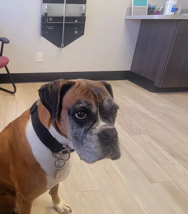 Greater Lansing Veterinary Center Picture 8