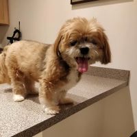 The Animal Ophthalmology Center ico