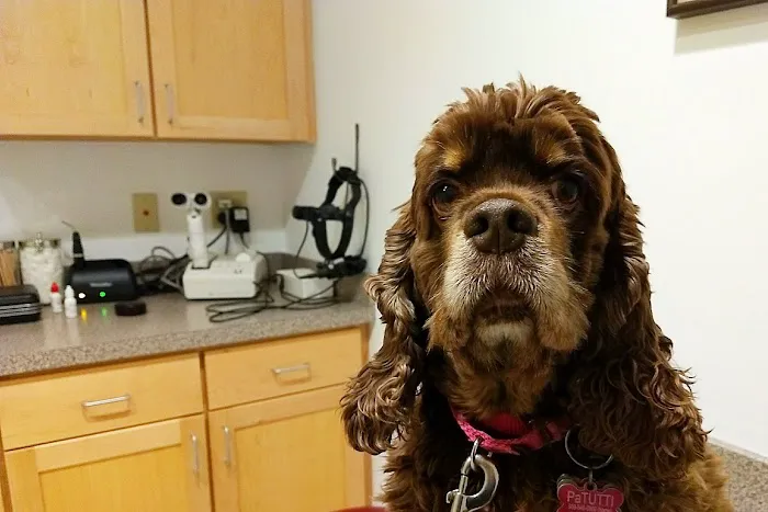 The Animal Ophthalmology Center Picture 6