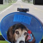 Livingston Veterinary Clinic