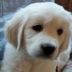 Fowlerville Veterinary Clinic