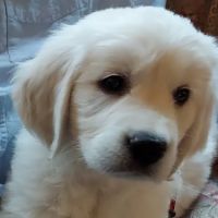 Fowlerville Veterinary Clinic ico