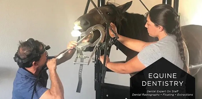 Equine Athlete Veterinary Services Picture 2
