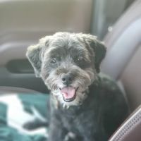 Okemos Animal Hospital ico