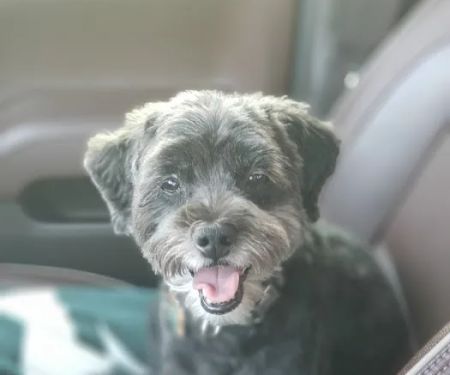 Okemos Animal Hospital