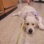 Banfield Pet Hospital