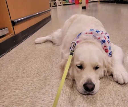 Banfield Pet Hospital