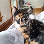 Evergreen Veterinary Clinic