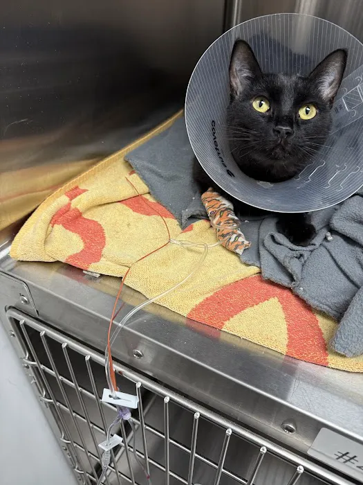 Evergreen Veterinary Clinic Picture 8