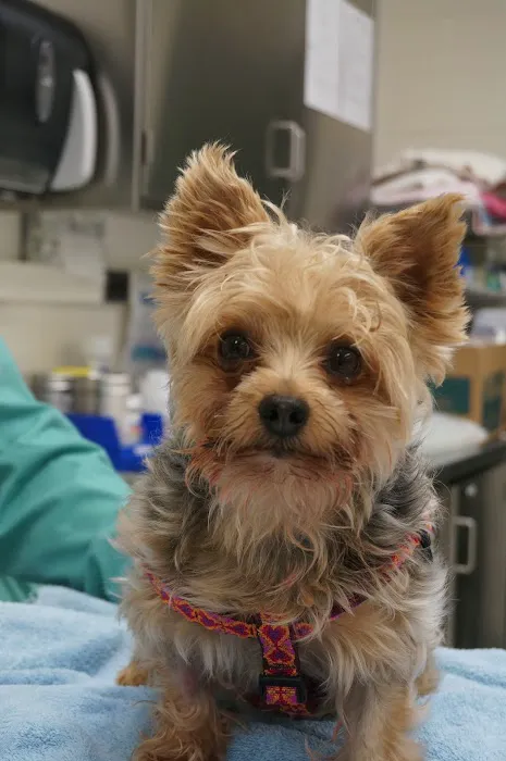 Michigan State University Veterinary Medical Center Picture 9