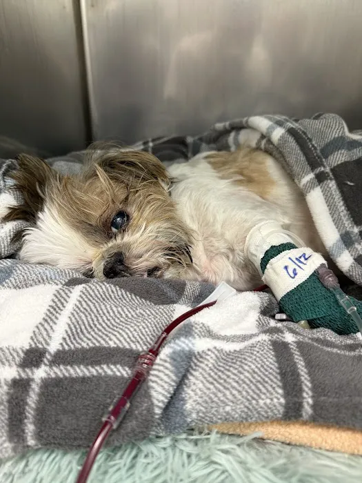 Michigan State University Veterinary Medical Center Picture 10