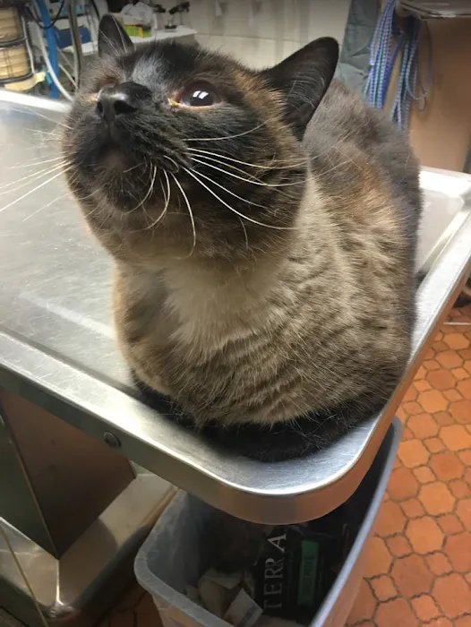 Eastside Animal Hospital Picture 7