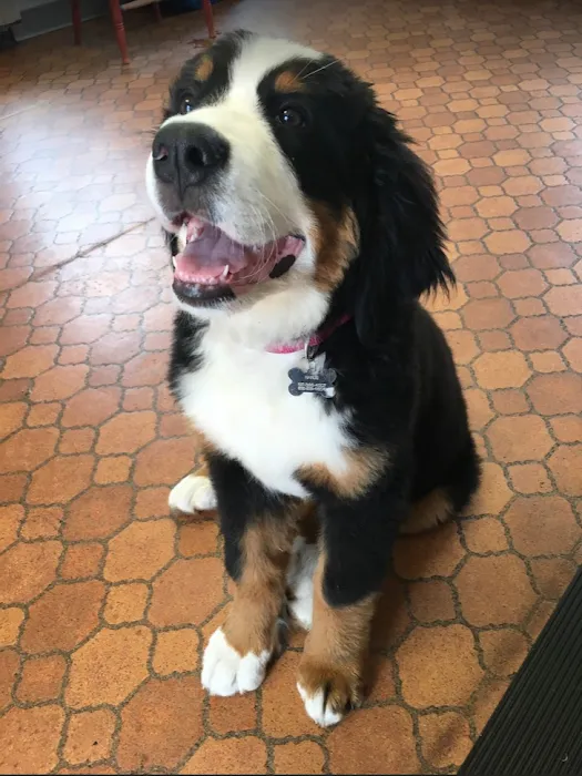 Eastside Animal Hospital Picture 9