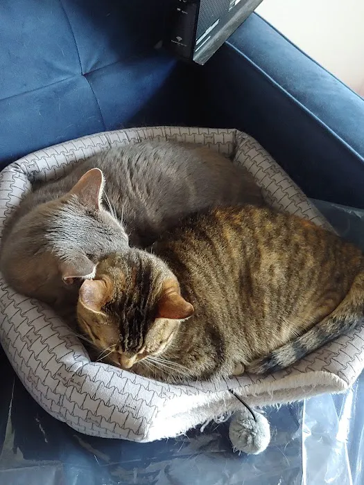 Ailurophile Cat Clinic Picture 1