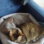 Ailurophile Cat Clinic
