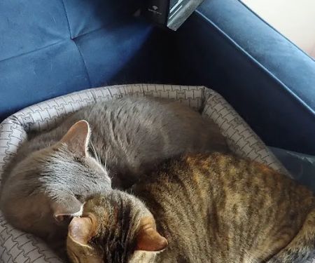 Ailurophile Cat Clinic