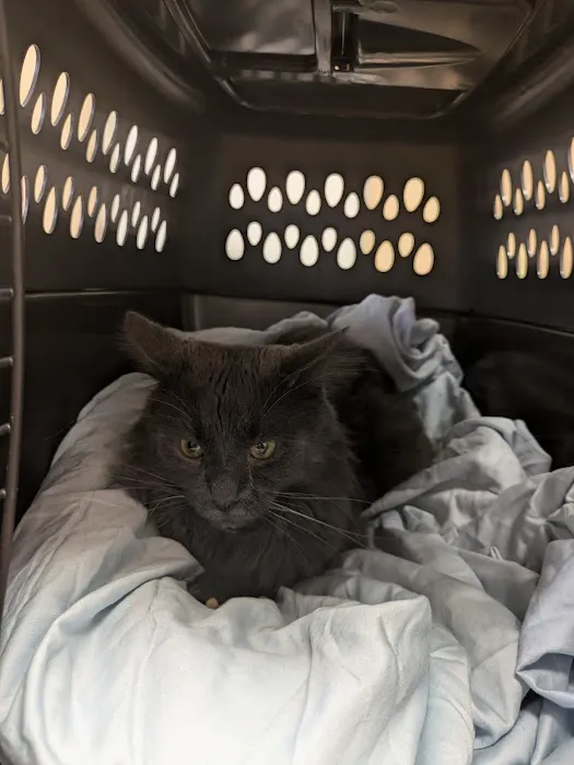 Ailurophile Cat Clinic Picture 6
