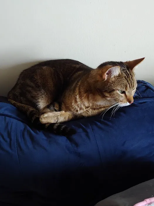 Ailurophile Cat Clinic Picture 5