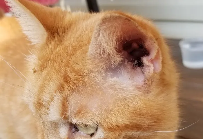 Ailurophile Cat Clinic Picture 9