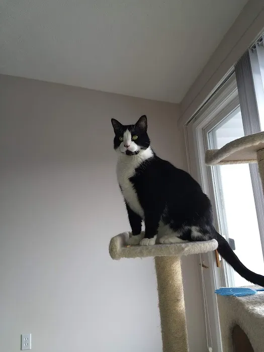 Ailurophile Cat Clinic Picture 10