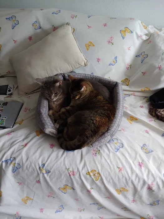 Ailurophile Cat Clinic Picture 8