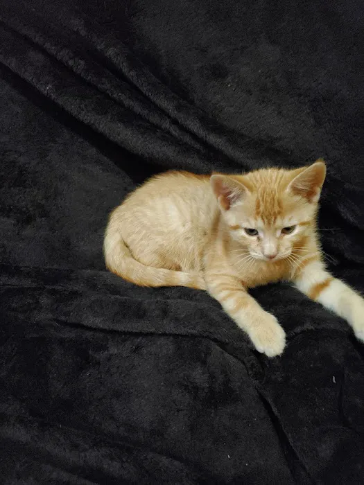 Zeeb Animal Hospital Picture 1