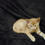 Zeeb Animal Hospital
