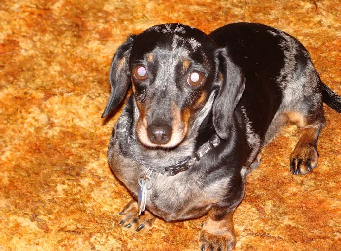 Zeeb Animal Hospital Picture 6