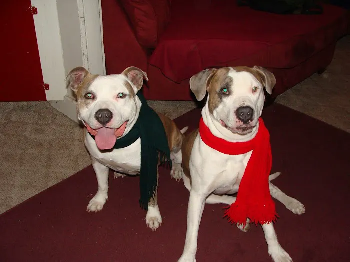 Zeeb Animal Hospital Picture 5