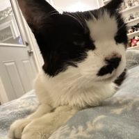 Portland Veterinary Service ico