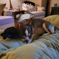 Pet Health Center ico