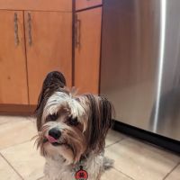 DeWitt Veterinary Hospitals P.C. ico