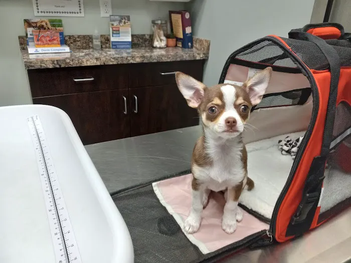 DeWitt Veterinary Hospitals P.C. Picture 5