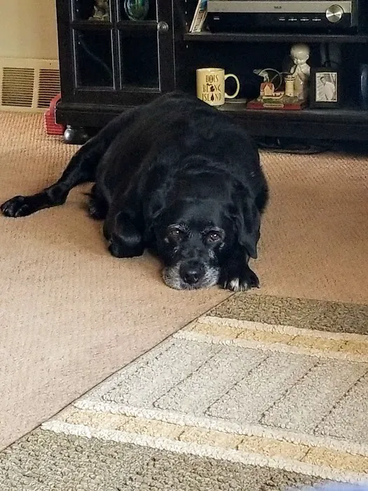 DeWitt Veterinary Hospitals P.C. Picture 8