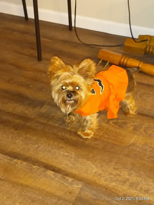 DeWitt Veterinary Hospitals P.C. Picture 7