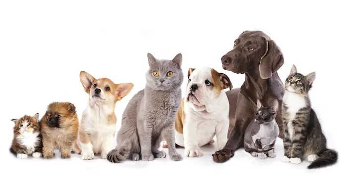 Fowler Veterinary Service LLC Picture 6
