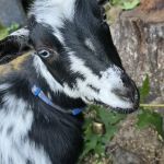 New Prairie Veterinary Service