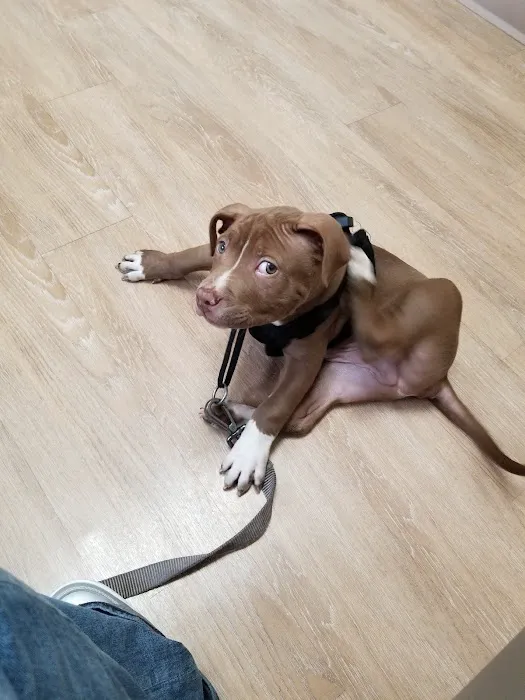 South Bend Animal Clinic Picture 7