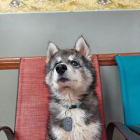 Currahee Veterinary Clinic ico