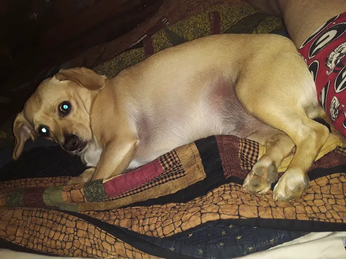 Currahee Veterinary Clinic Picture 6