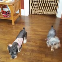 Colbert Animal Hospital ico